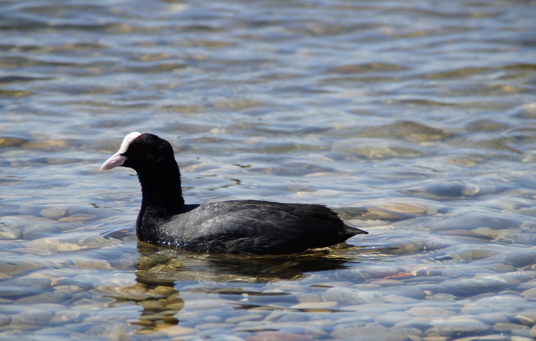 Eurasian Coot (Fulica Atra) in the waterland of Kopacki rit